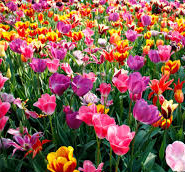 primavera