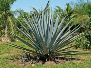 Agave
